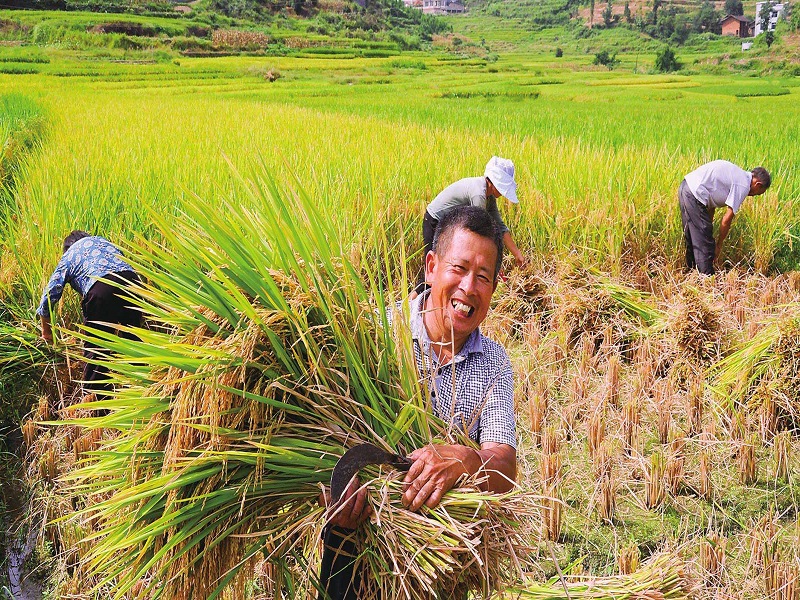 1657179070870231.jpg 收割圖片.jpg